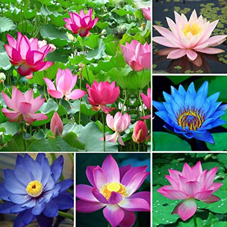 All Season Rainbow Lotus SeedS () - 5 Pcs SeedS**