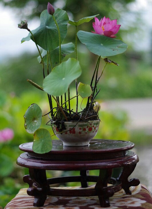Poddo flower 2 pice, Jol Poddo Ful / Lotus Flower Seeds. 