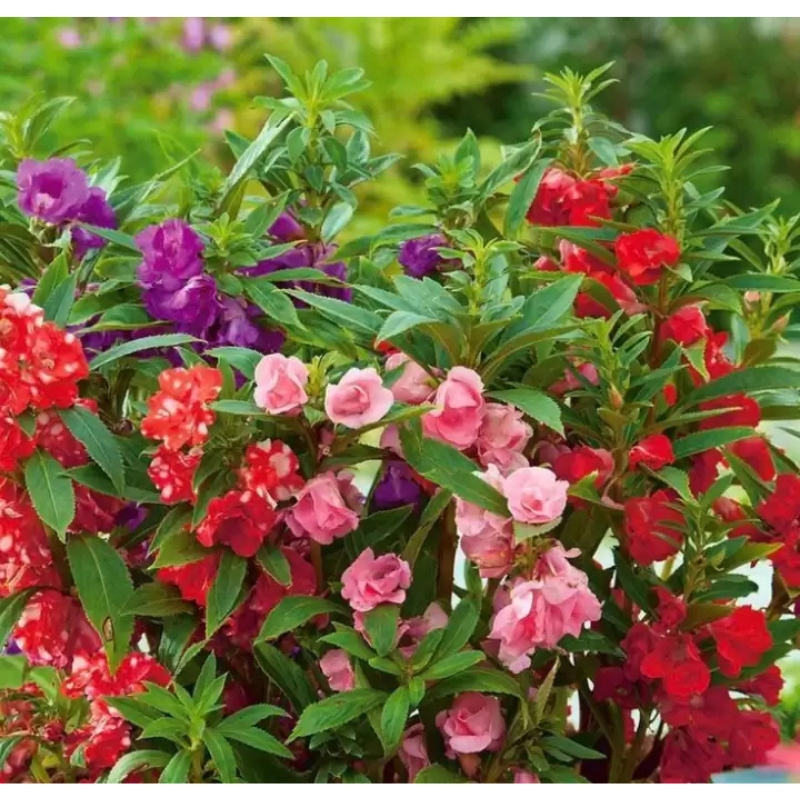 Balsam Seed