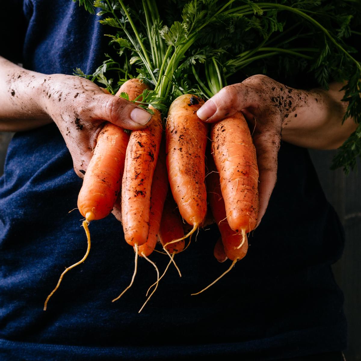 Progressive - Opulence at Its Best - Hybrid Carrot (Gazor) Seeds 1 intake packet (05 gram) - Tools, DIY & Outdoor - Must Have. 