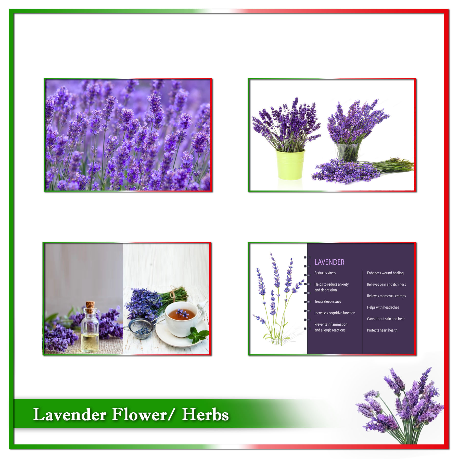 Lavender Herbs Seed 10 seeds