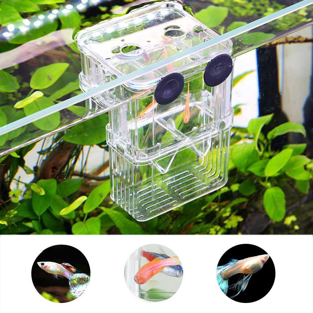 Diy Breeding Box For Guppies | ubicaciondepersonas.cdmx.gob.mx