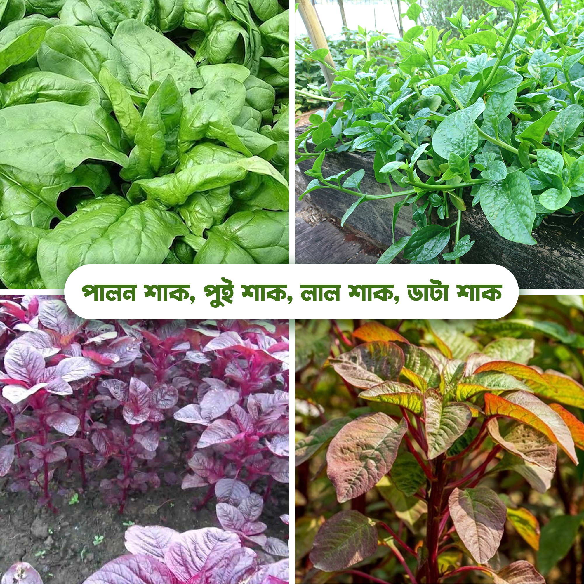 4 types of vegetable seeds 300+ seeds. Spinach, Kale, Red Cabbage, Date Cabbage,