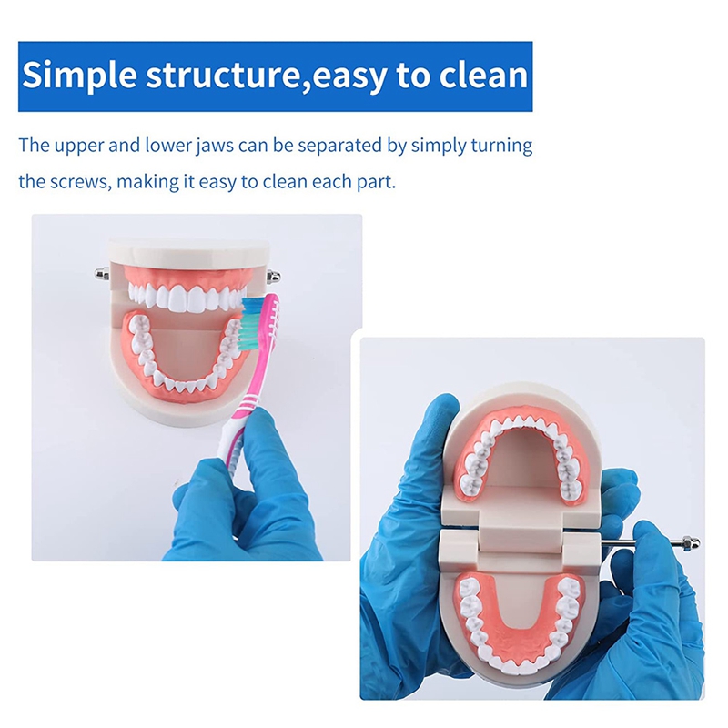 2 Pack Dental Mouth Model Human Teeth Model for Teaching Studying. 
