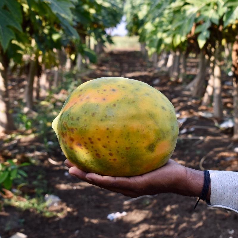 Progressive - Urban Vibes - Hybrid Papaya (Pepe) seeds 1 intake packet (05 gram) - Tools, DIY & Outdoor - Unrivaled in Genre. 