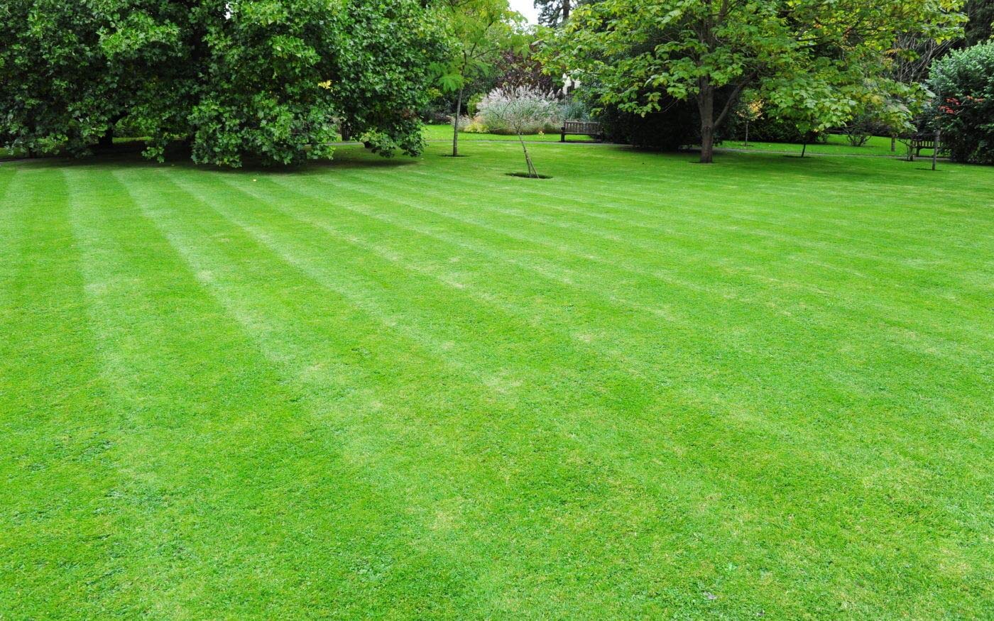 Rare Lawn Green Grass Seeds (Seeds) - 200+ Pcs Seeds