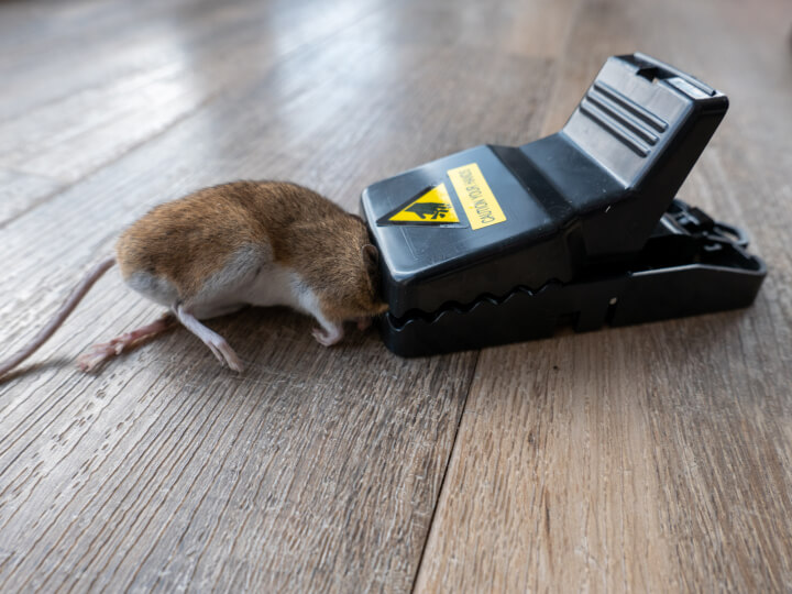 how to trap mice
