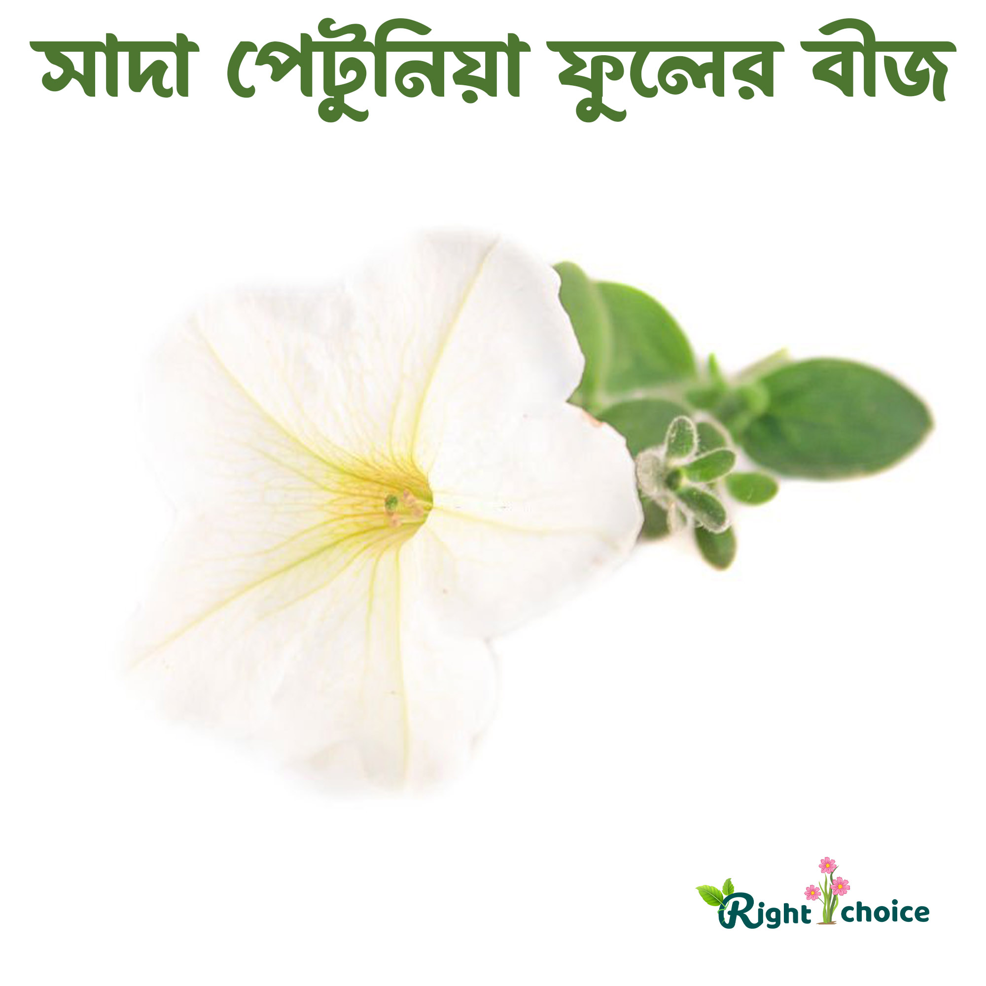 White Petunia flowers seeds 40 pice + gift