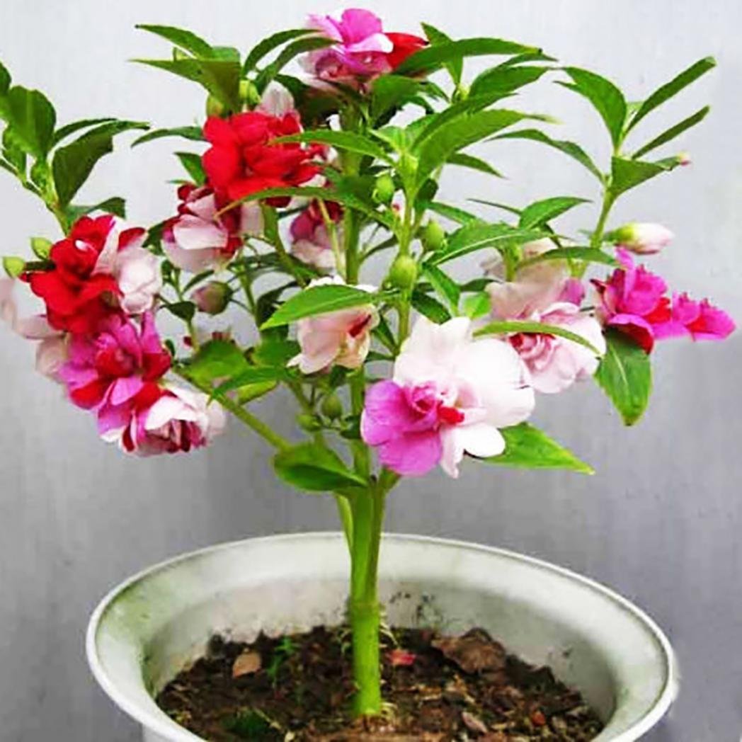 15 Pcs Global Balsam Flower SeedS