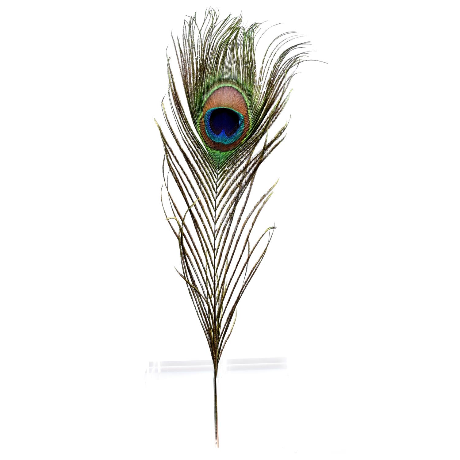Real Peacock Feathers