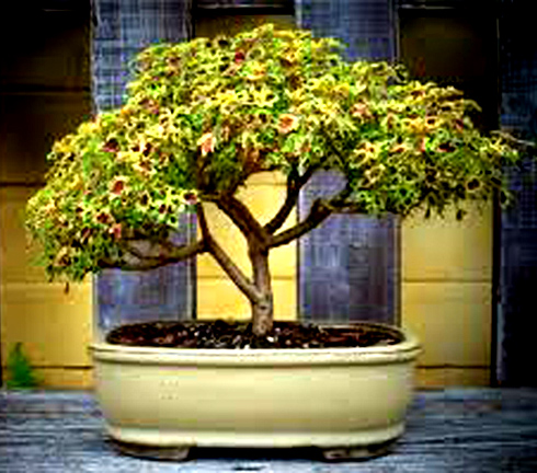 bonsai - seerose zwergseerose Teichpflanze Bonsai Winterharte Zwerg-Seerose / Mini-Seerose Nymphaea