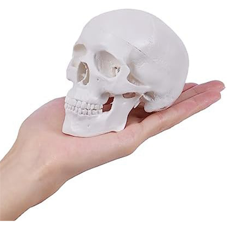 Mini Human Skull Model, 3 Parts Anatomical Skull Model with Removable Skull Cap and Articulated Mandible Durable White. 