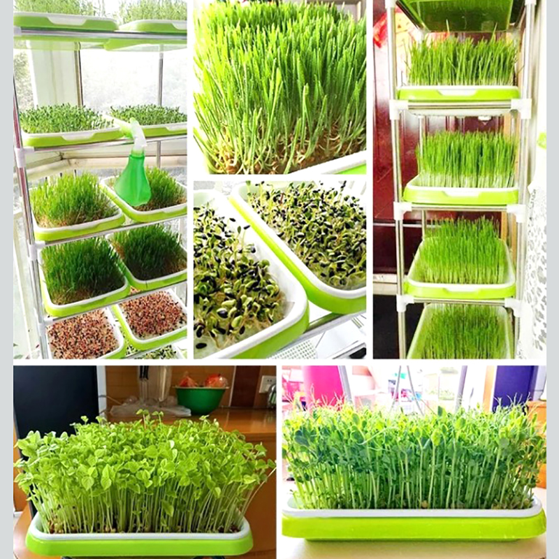 【3C VictoryEagle】Seedling Double-Layer Nursery Tray Hydroponics Basket BDM. 