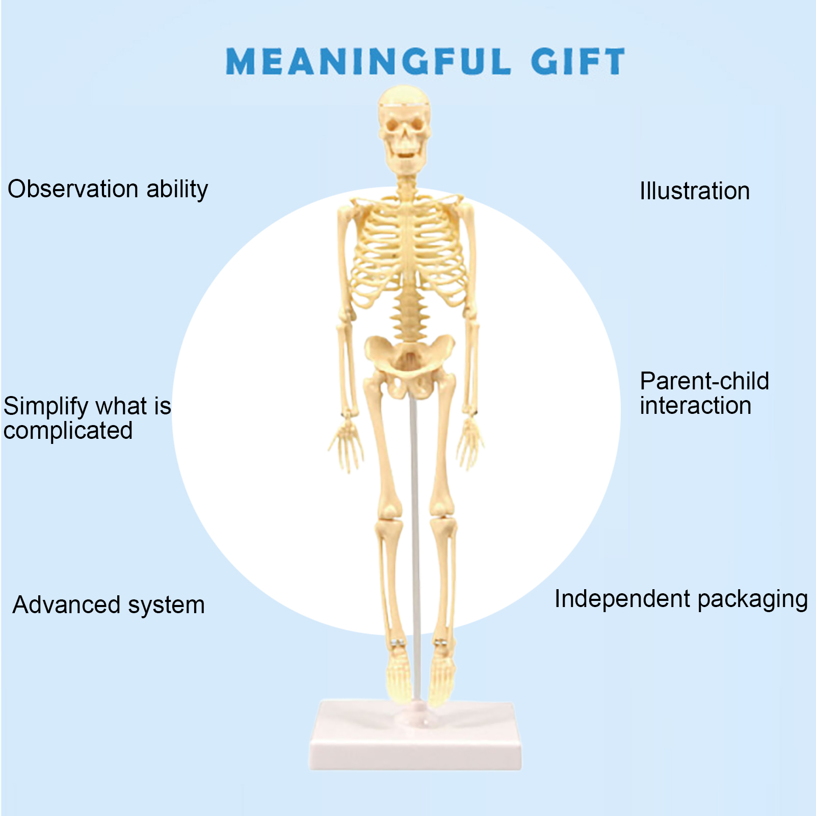 Skeleton Model Practical Ability Smooth Plastic Biological  Science Learning Kit for Kids. 