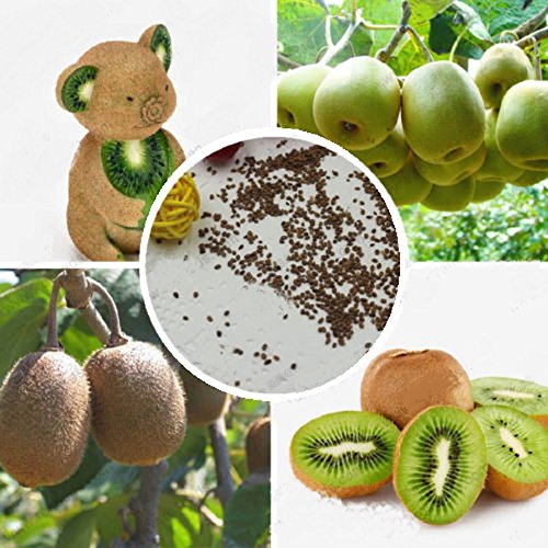 All Season Mini Gold Kiwi Fruit Tree Bonsai Seeds 30 Pcs Seeds