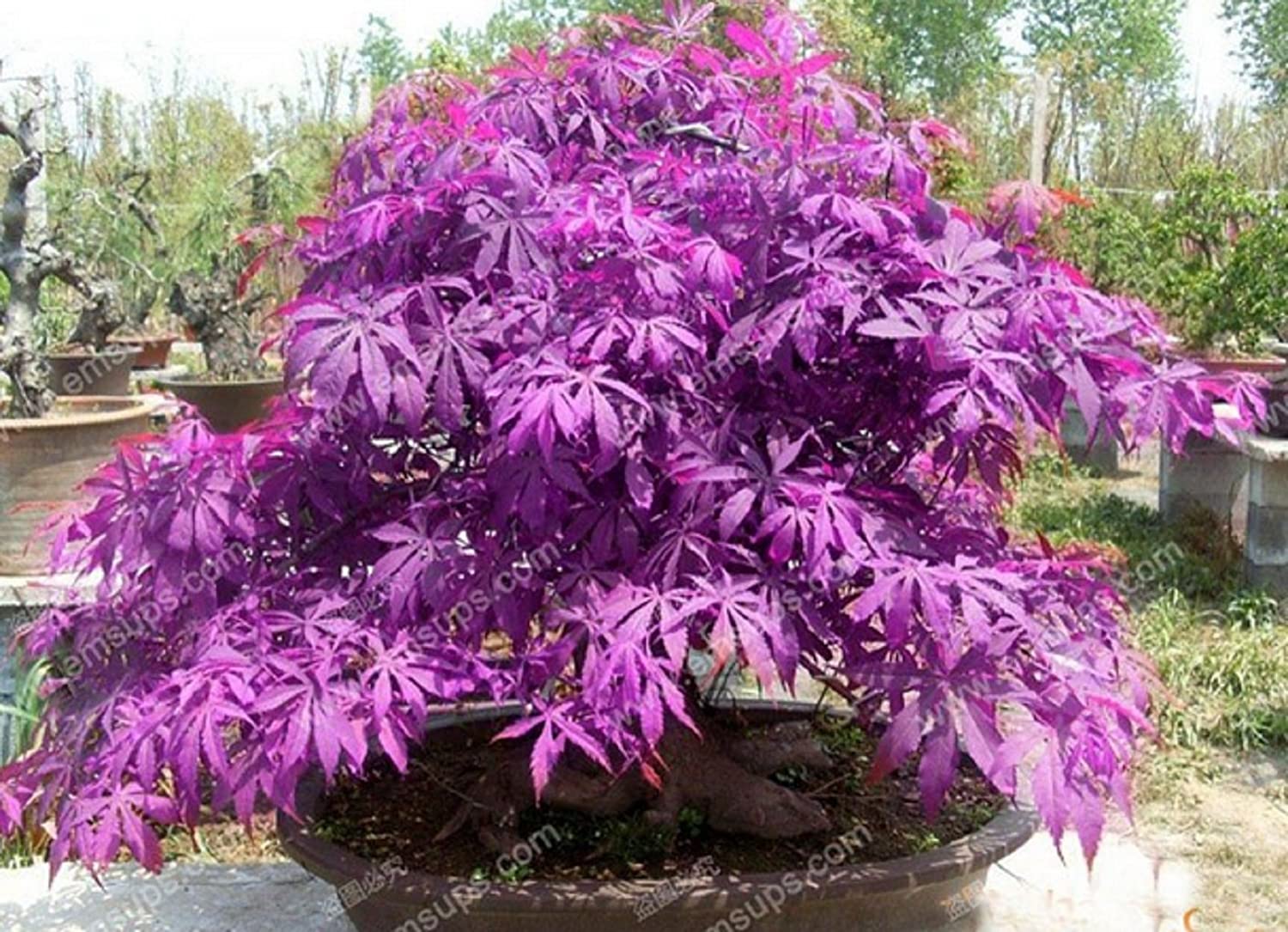 Purple Maple Seeds Rare Color Beautiful Purple Ghost Bonsai Plants  Trees-20Pcs Seeds | Daraz.com.bd