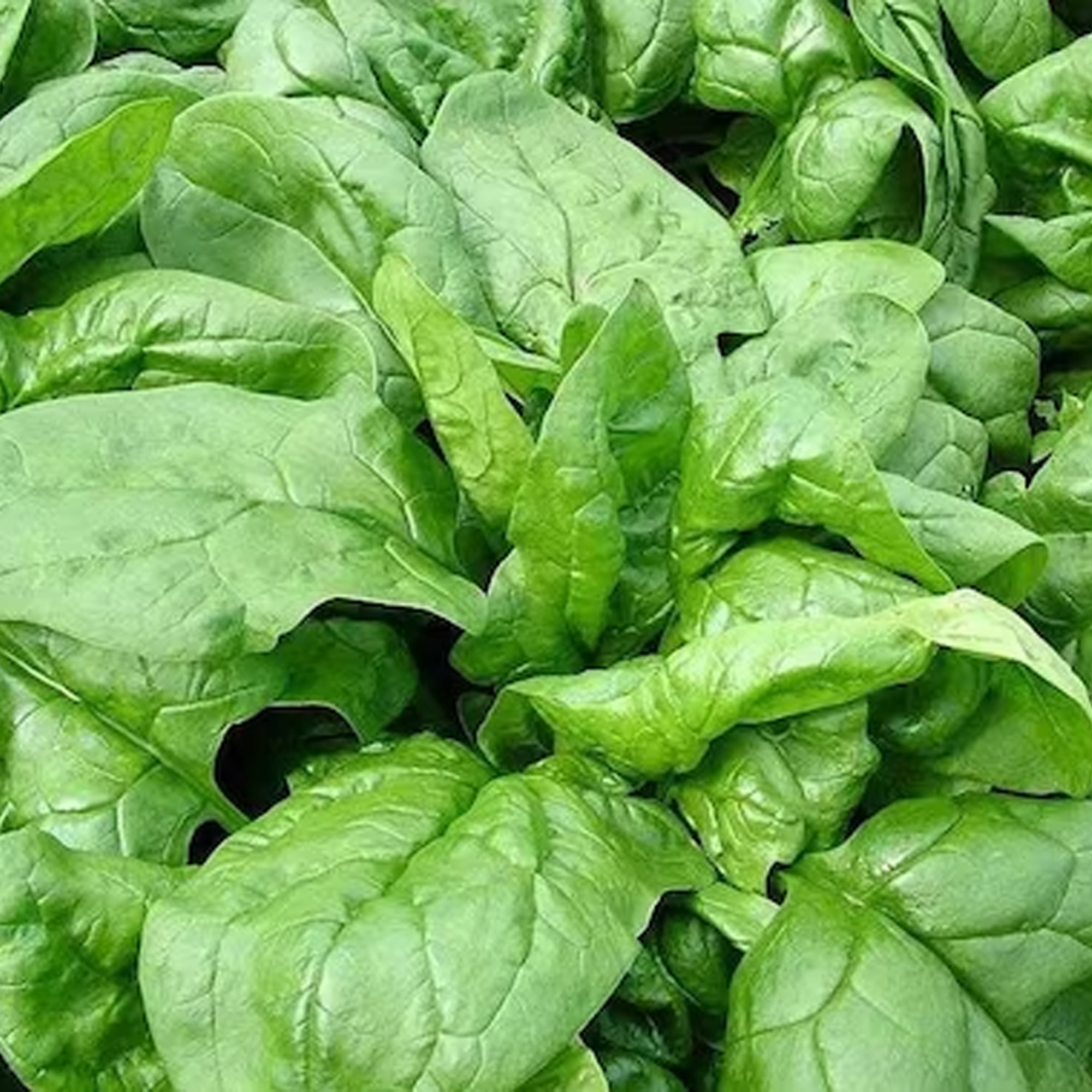 4 types of vegetable seeds 300+ seeds. Spinach, Kale, Red Cabbage, Date Cabbage,. 