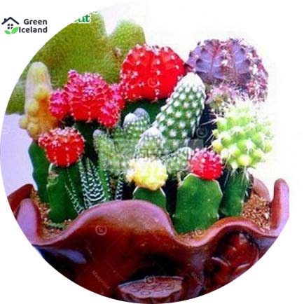 Mixture Of Cactus Seeds Rare Succulent Plants- 20 Pcs SeedS /