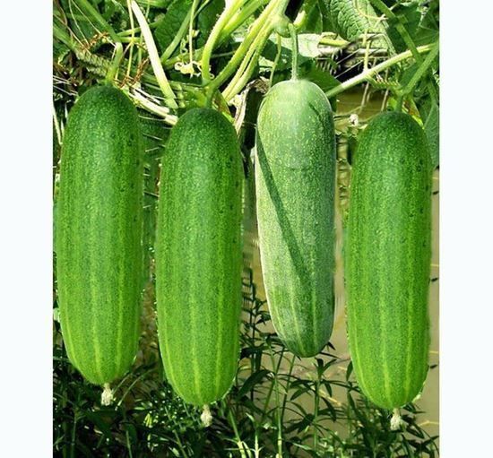 F1 Hybrid Cucumber Seeds( Intact Pack )  - 50 pcs. 
