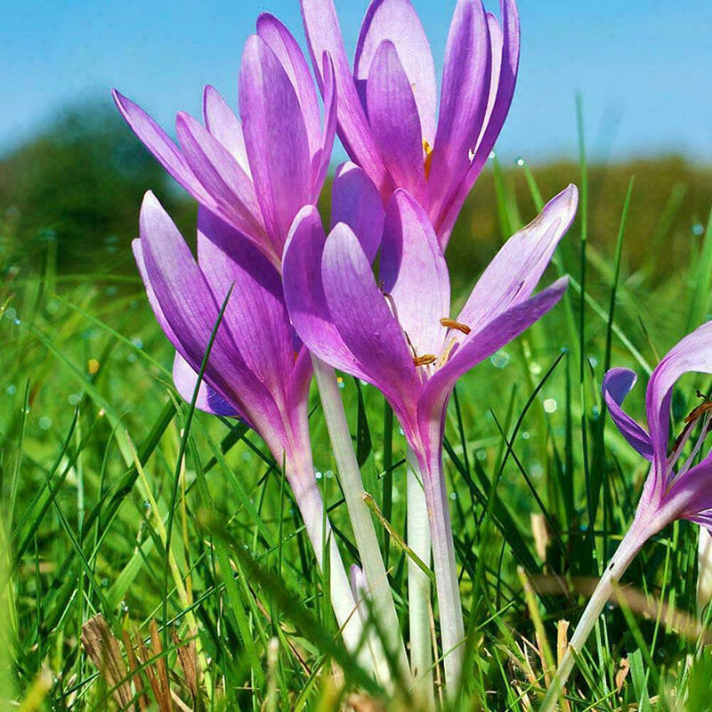 Saffron Crocus Flower Seeds Best Flower Site