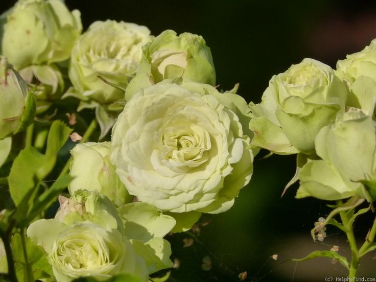 Natural Sure Green Roses Flower Seeds - 25 Pcs Seeds. 