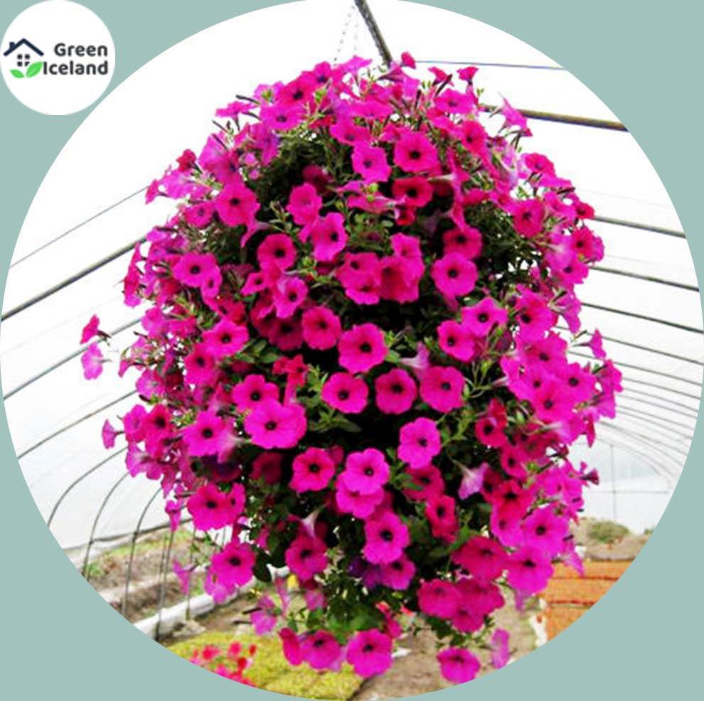 25 PcsAll Season Petunia Flower Seeds 25 Pcs SeedS