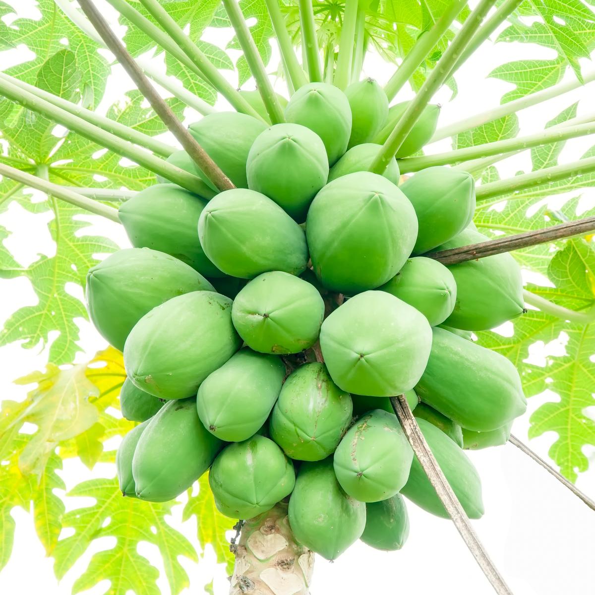 Progressive - Urban Vibes - Hybrid Papaya (Pepe) seeds 1 intake packet (05 gram) - Tools, DIY & Outdoor - Unrivaled in Genre. 