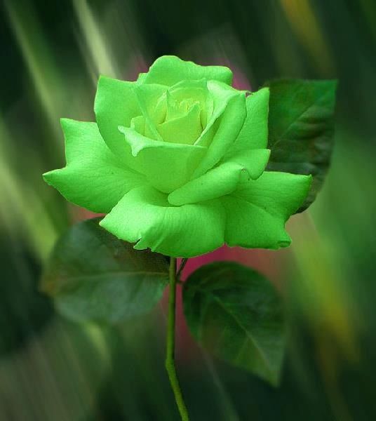 Natural Sure Green Roses Flower Seeds - 25 Pcs Seeds. 