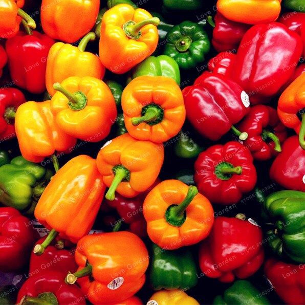 Fresh Mix Capsicum Seeds - 10 pieces seeds