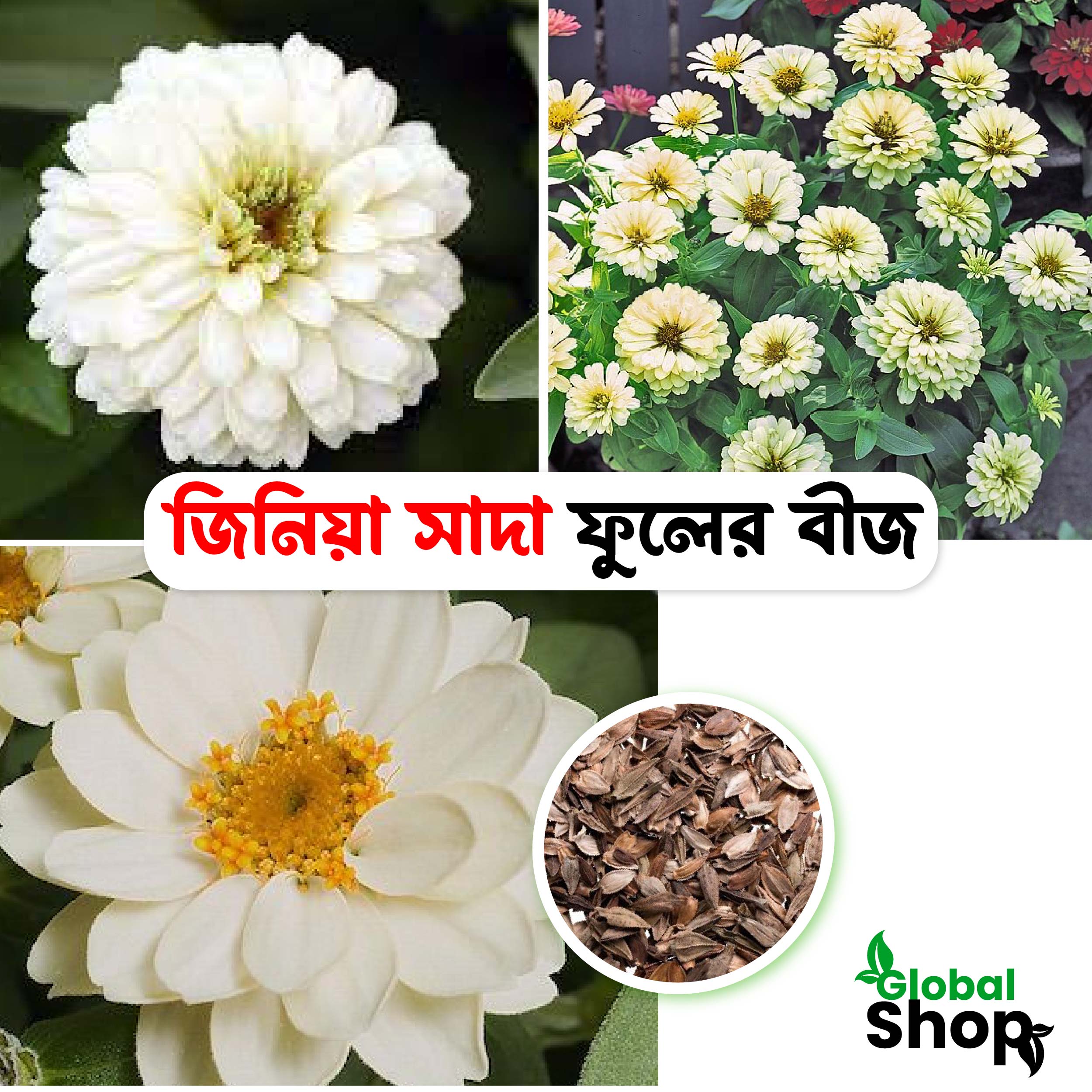 White Color Zinnia Flowers Seeds for All Season 20 pice + Gift