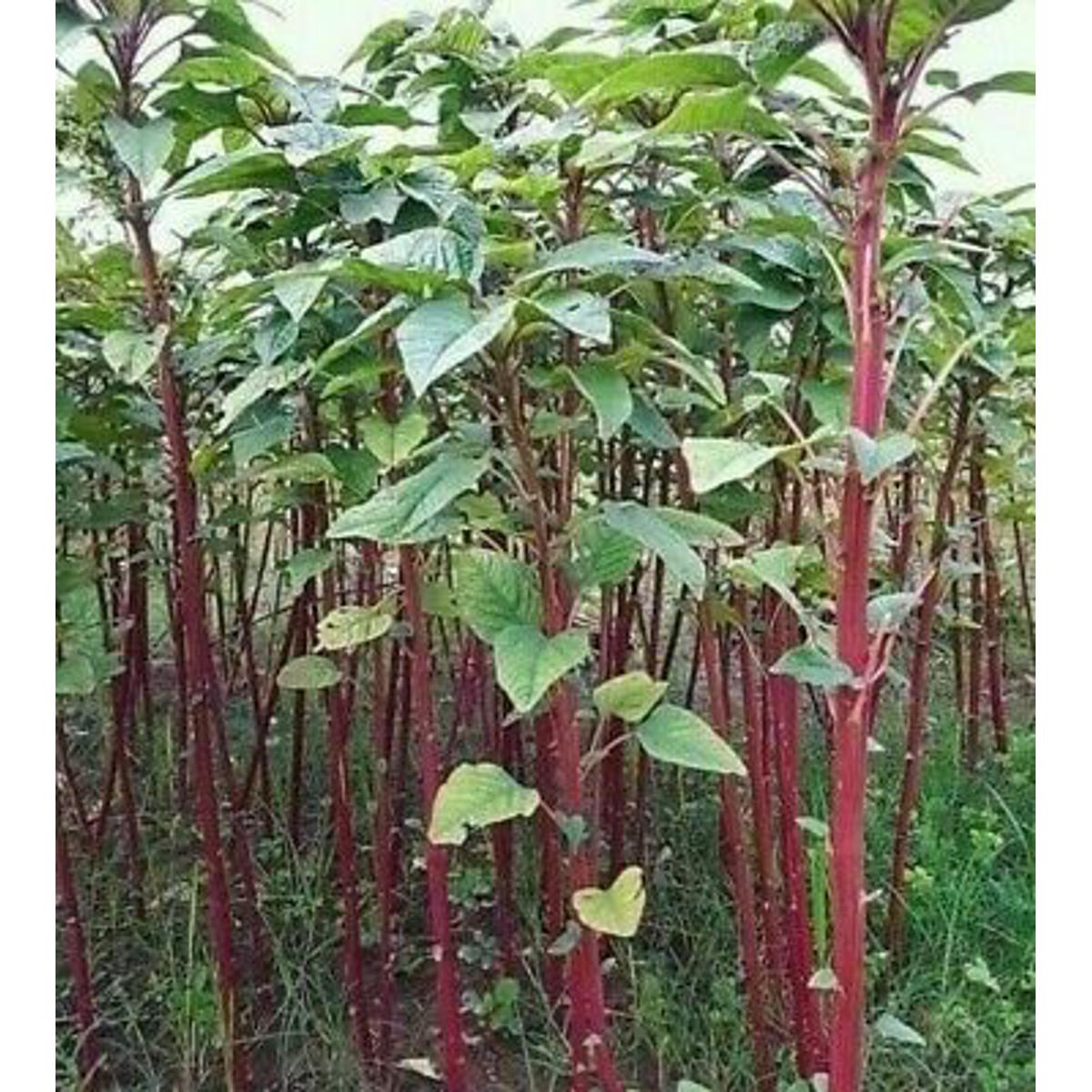 Data Shak Seeds - 10 gm