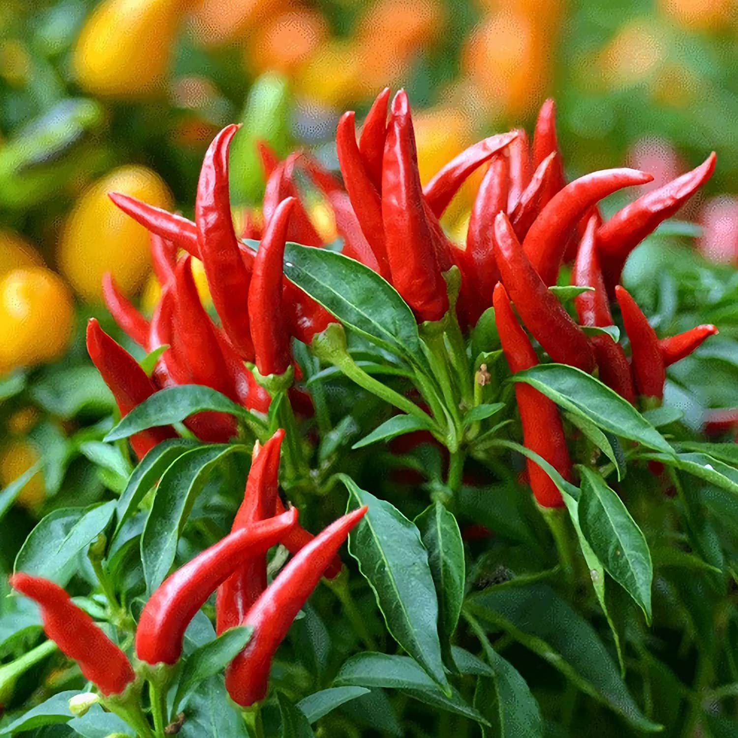 Thai Hot Chili Pepper Seeds