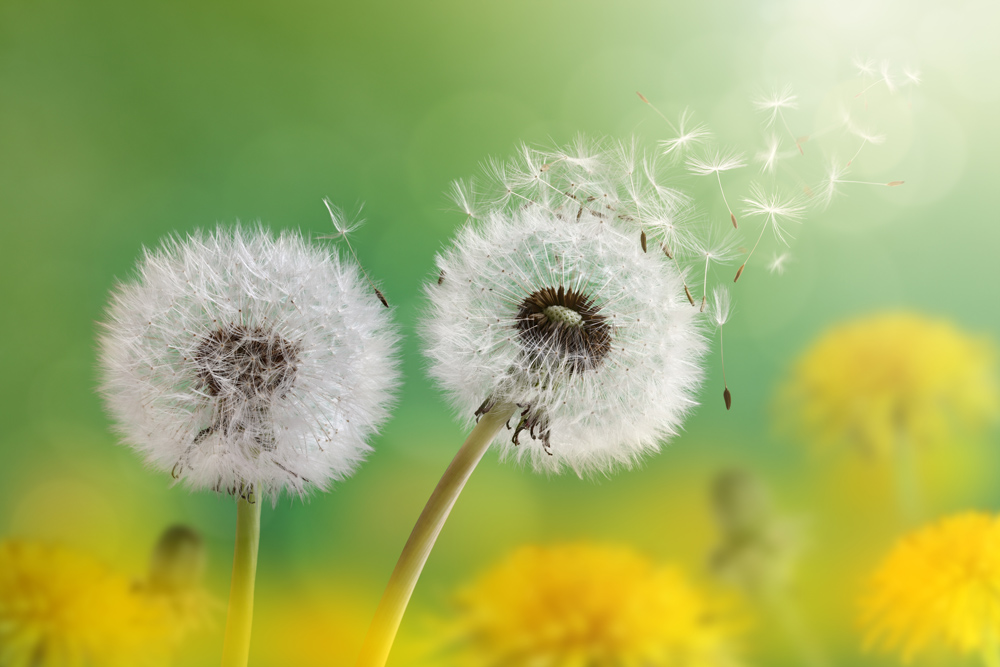 CNVS-383 60″ inch x 36″ inch  Dandelion Flower Wall Canvas Art Prints. 