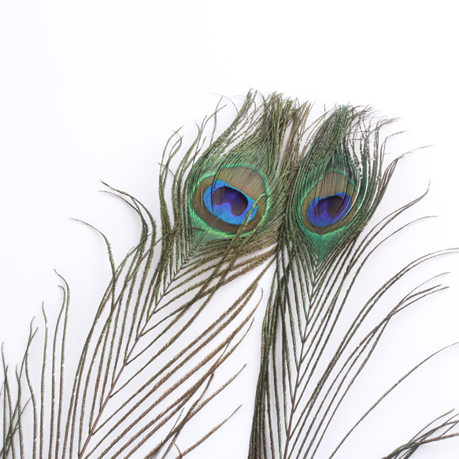 Peacock Tail Feathers Unique Peacock Body Feathers. 