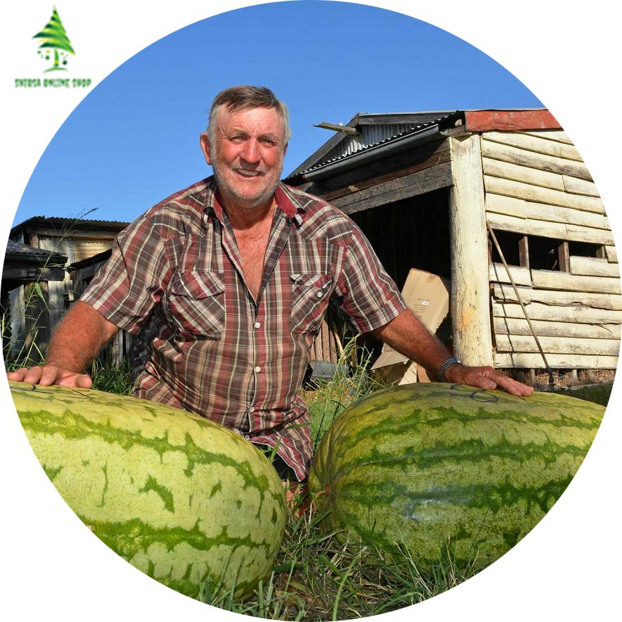 10 Pcs Global Lazy King Watermelon Seeds. 