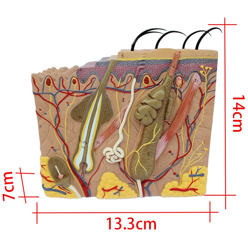 Skin Model, 35X Skin and Hair Structure Enlarge Model Anatomical Model Anatomy for Science Clroom Study Display Teaching Model. 