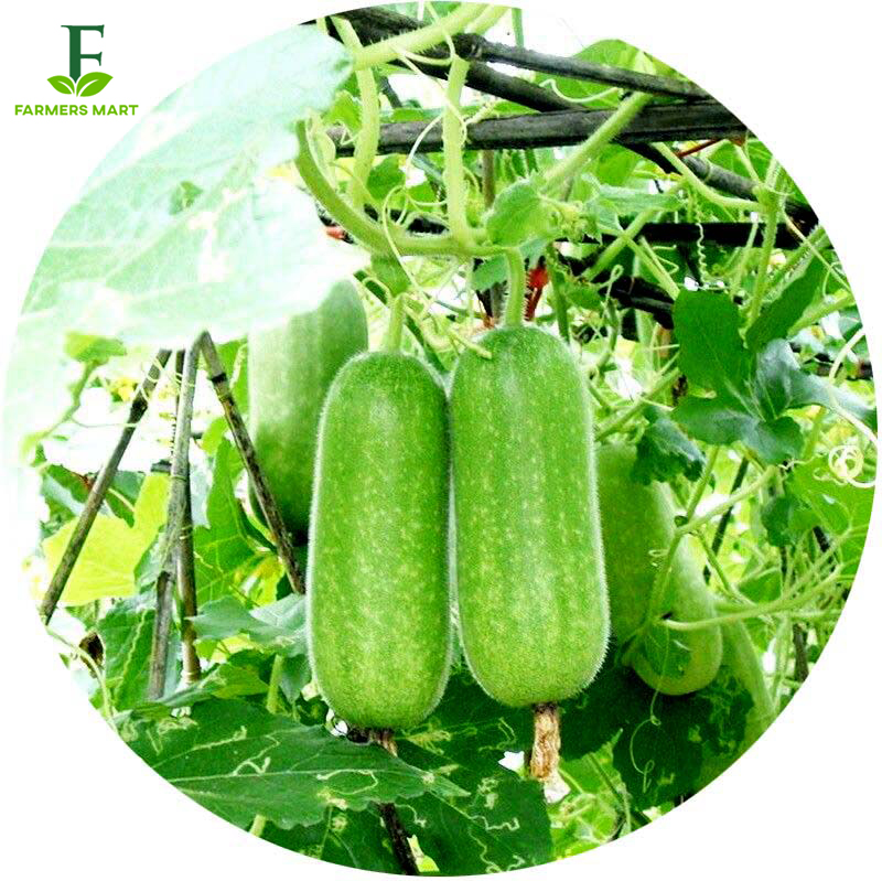 Chalkumra/Wax Gourd Seeds- Intact Packet