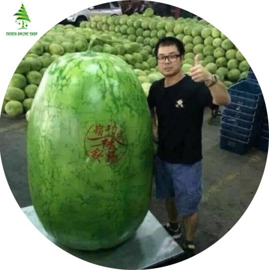 10 Pcs Global Lazy King Watermelon Seeds. 