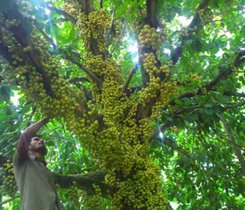 Latkan Tree Seeds -05 Pcs (লটকন গাছ এর বিজ). 