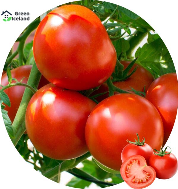 Global red tomato bonsai seed -30 pice seeds. 
