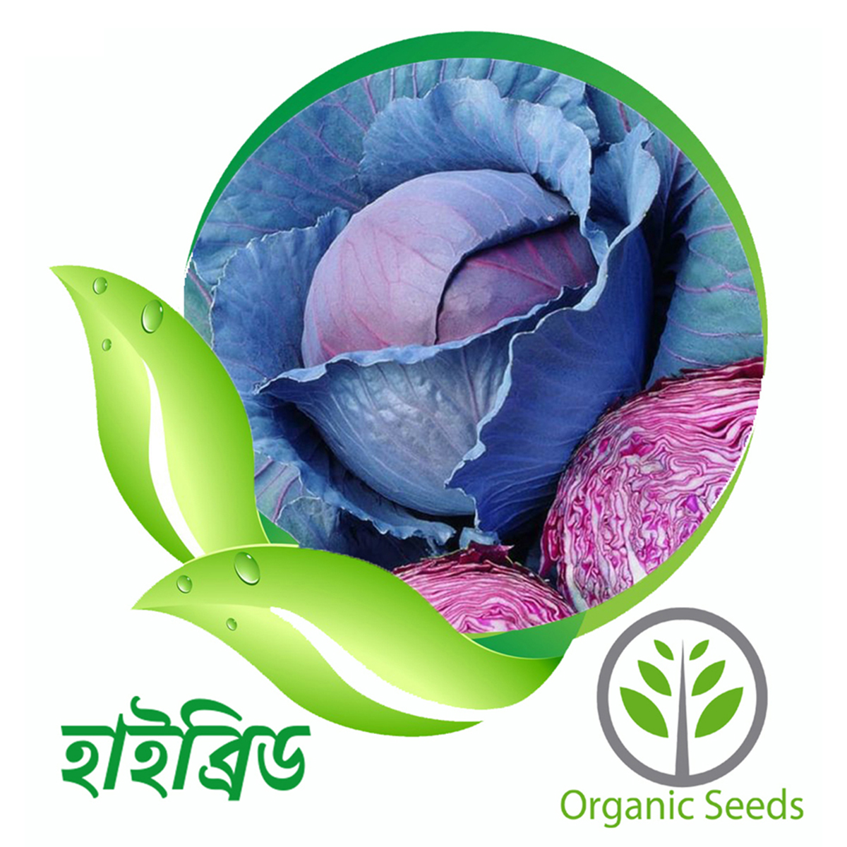 Ruby King Red - 25 pieces F1 Hybrid - Grow Your Own Healthy & Fresh Veggies - Non-GMO Organic High-Yield - Cabbage Seeds. 