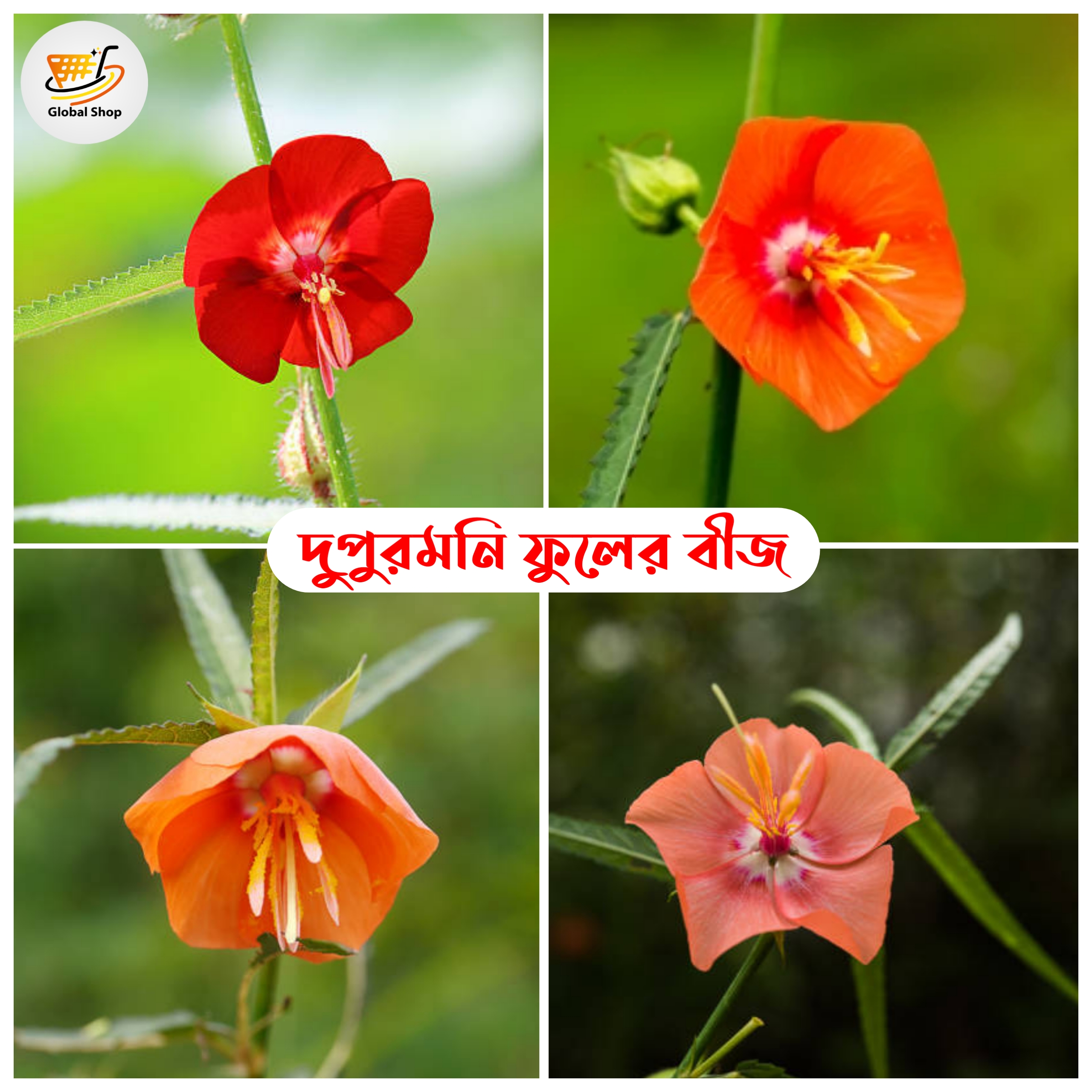 All Season Dupurmoni Flowers Seeds 15 Pis + Gift