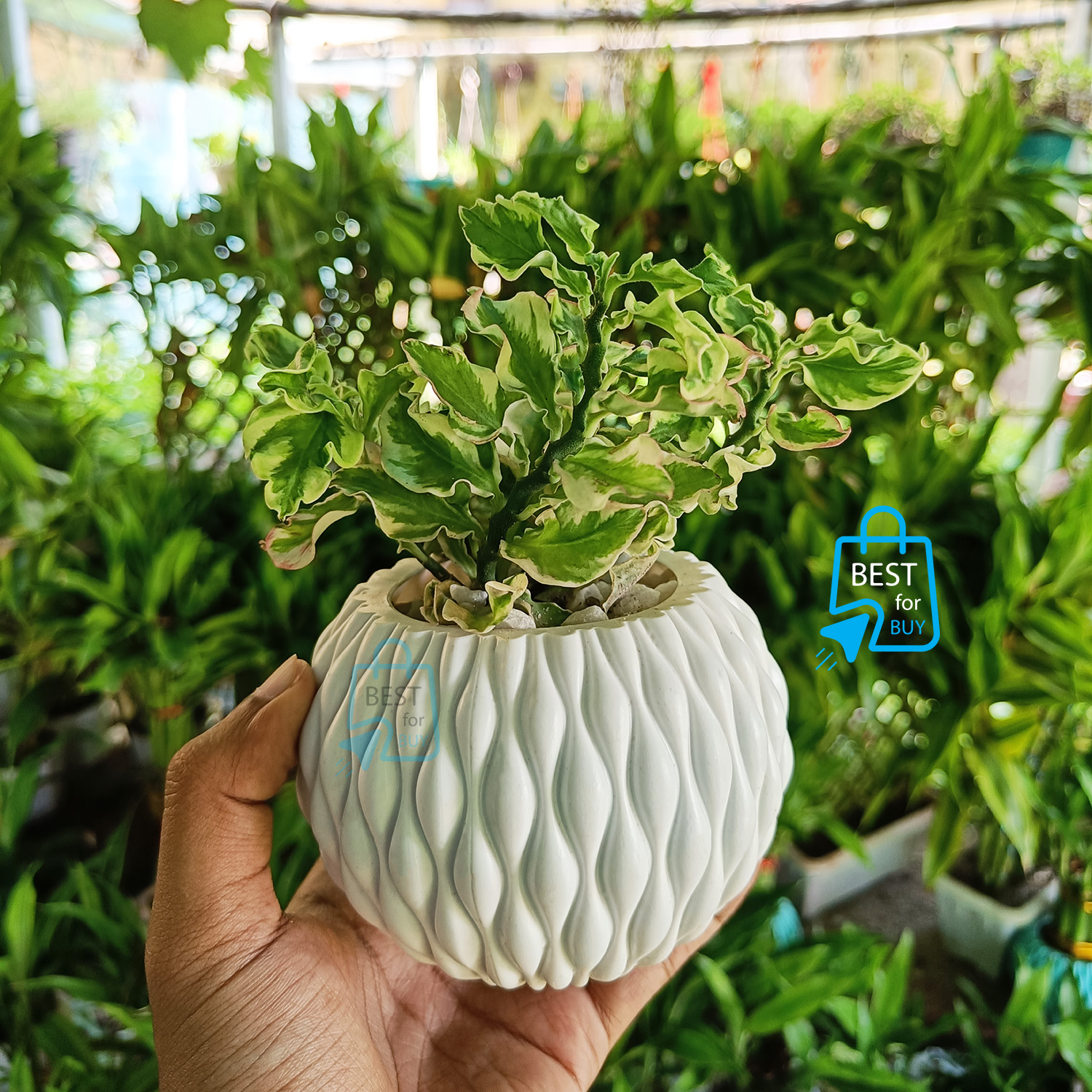 Euphorbia tithymaloides Plant Devil's Backbone Dwarf DB Plant Indore or Outdoor plnat (1 Ready pot). 