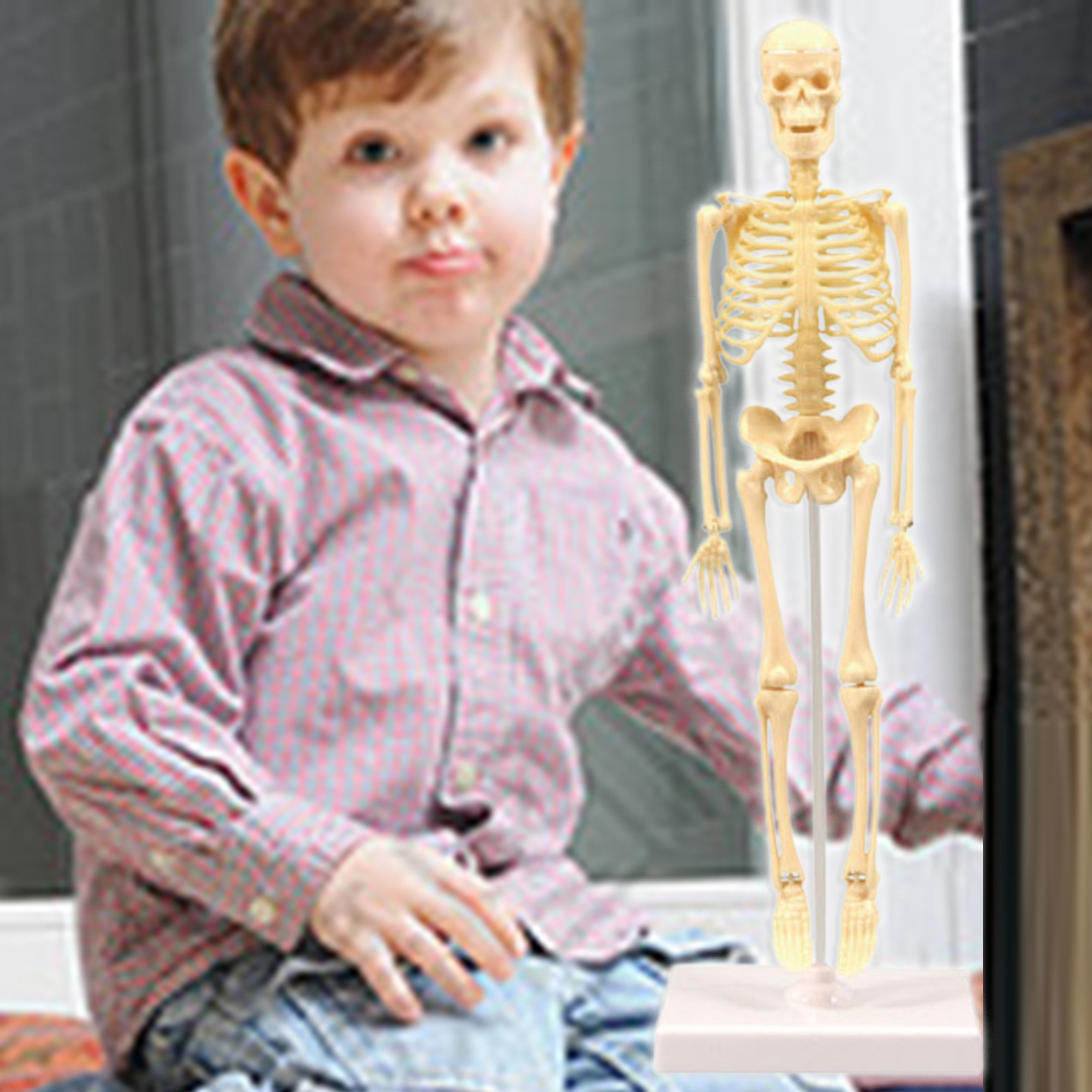 Skeleton Model Practical Ability Smooth Plastic Biological  Science Learning Kit for Kids. 
