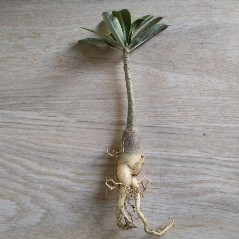 Adeniam Desert Rose 01 piece blooming stage without pot and soil. 