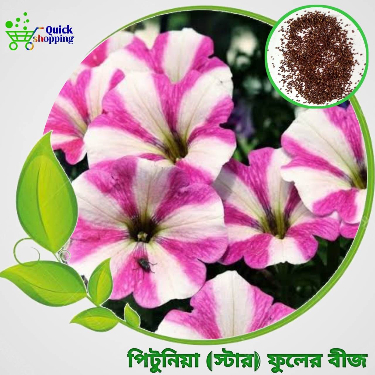 All Season Petunia (Star) Flowers Seeds 35 Pis + Gift