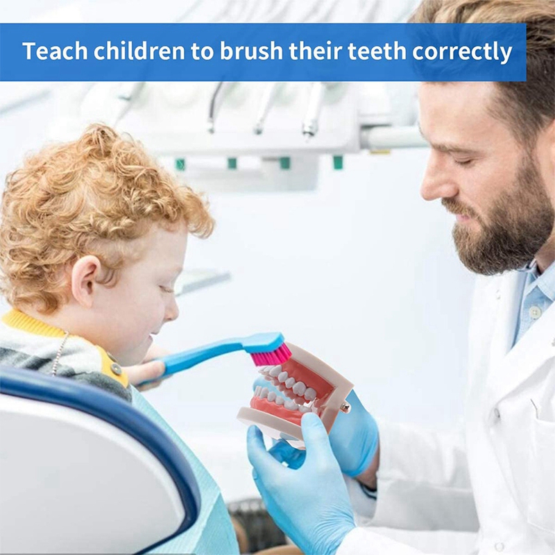 2 Pack Dental Mouth Model Human Teeth Model for Teaching Studying. 