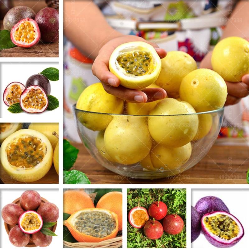 Passion Fruit In Bengali ubicaciondepersonas.cdmx.gob.mx