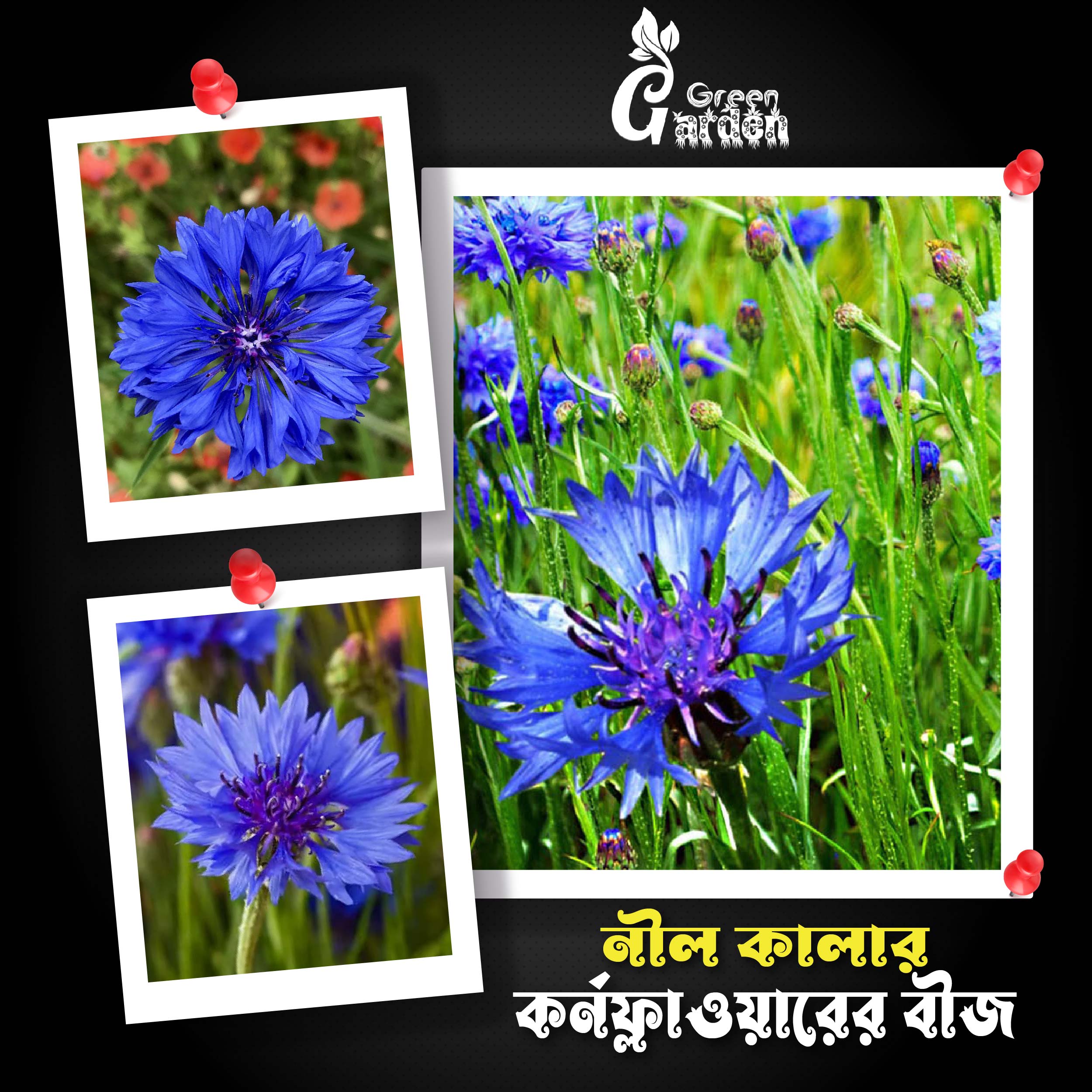 Premium Quality Blue Color 25 pics Cornflower (কর্নফ্লাওয়ার ) Flowers Seeds + Gift