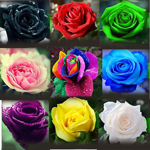 Rose Seeds Of Multicolor Colors - 20 peach seeds (Global Seeds). 